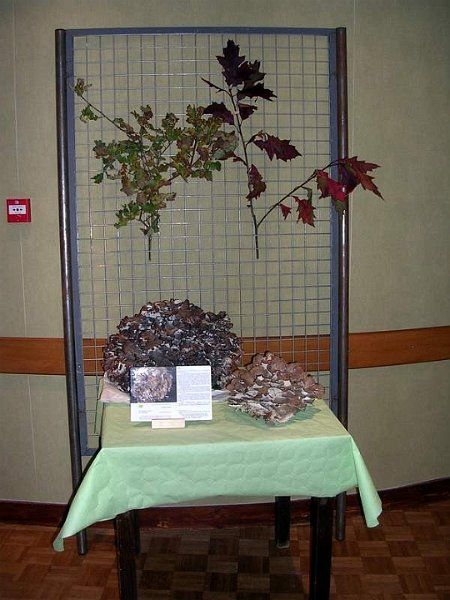 Expo champignons a St Leger 16